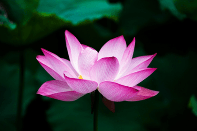 Fleur de Lotus : Origines, Symboles et Significations